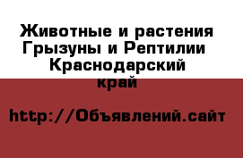 Животные и растения Грызуны и Рептилии. Краснодарский край